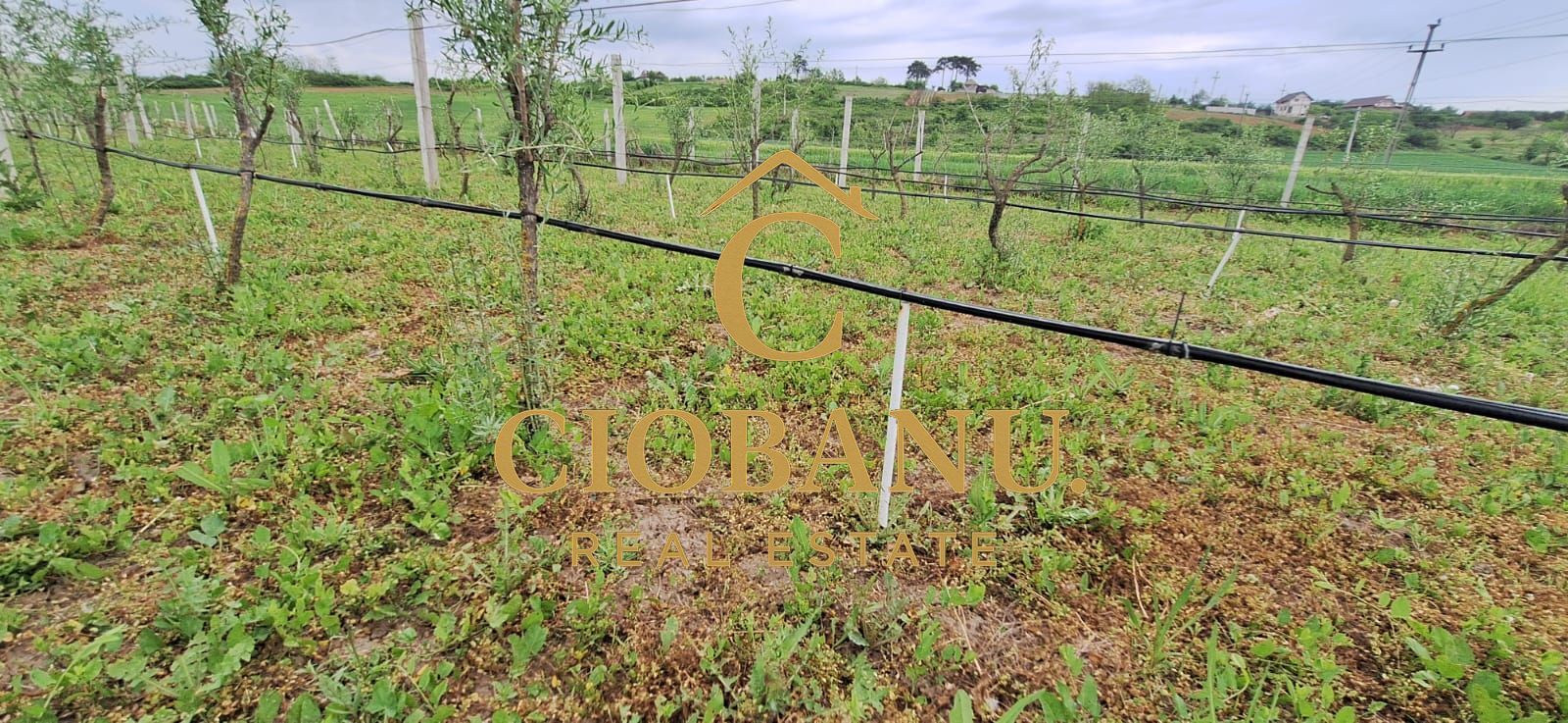 Teren intravilan cu PLANTATIE DE GOJII de vanzare in Racari - Poză 15