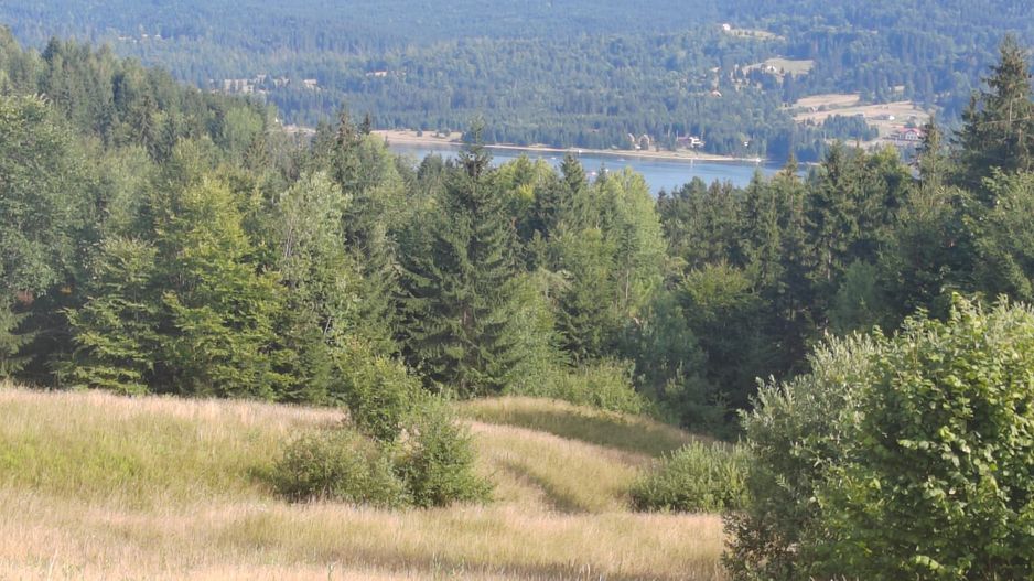 teren Colibita - 2 hectare - acces direct din drumul 173 D - Poză 2