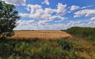 De vânzare teren extravilan, 11,600 mp, Salonta - Poză 4