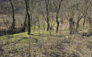 Teren intravilan sat Pocreaca com Schitul Duca Iasi - Poză 2