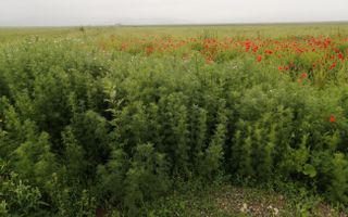 Teren la DN Brașov-Tărlungeni - Poză 8