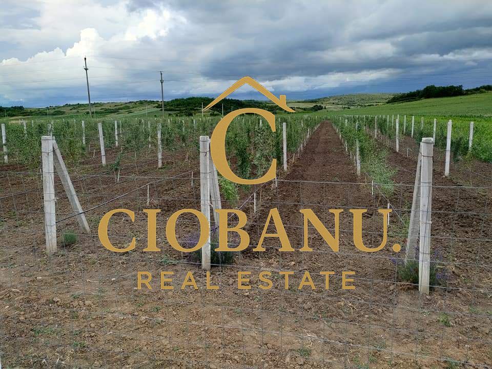 Teren intravilan cu PLANTATIE DE GOJII de vanzare in Racari - Poză 19