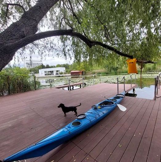 Vila cu ponton de inchiriat | Lacul Snagov - Poză 2