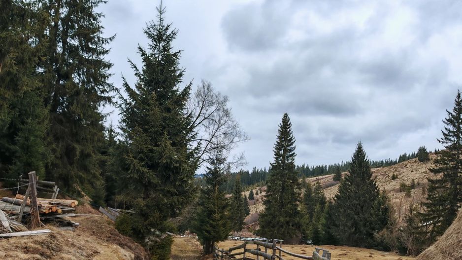 7.858 mp Teren Rar cu Pârâu și Izvoare, Beliș-Fântânele, Cluj - Poză 5