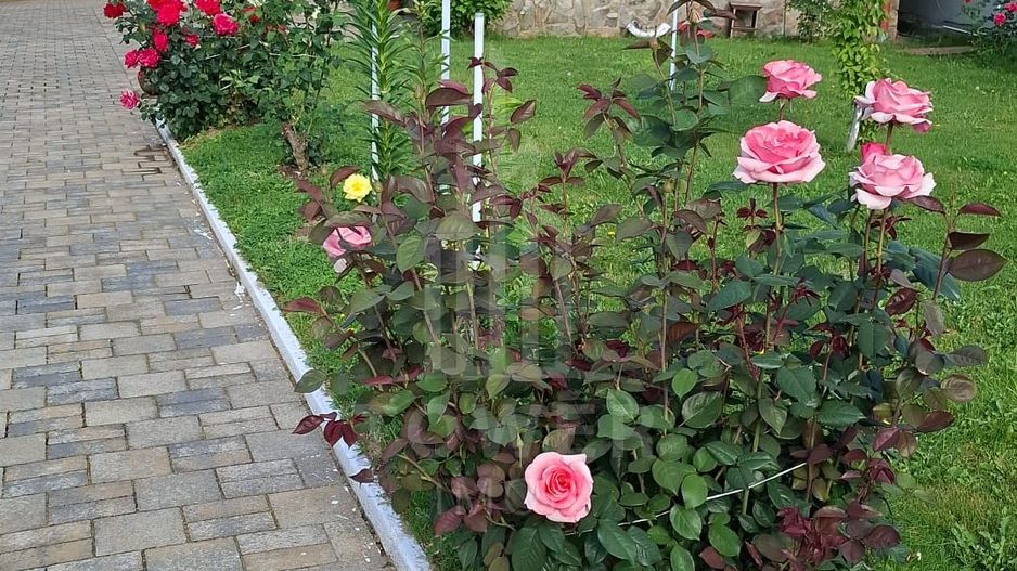 Casa de vanzare in exclusivitate | Avrig - Poză 1