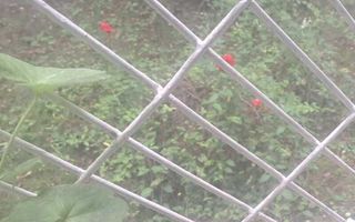 De vanzare Apartament 2 camere Brancoveanu, sector 4 - Poză 5