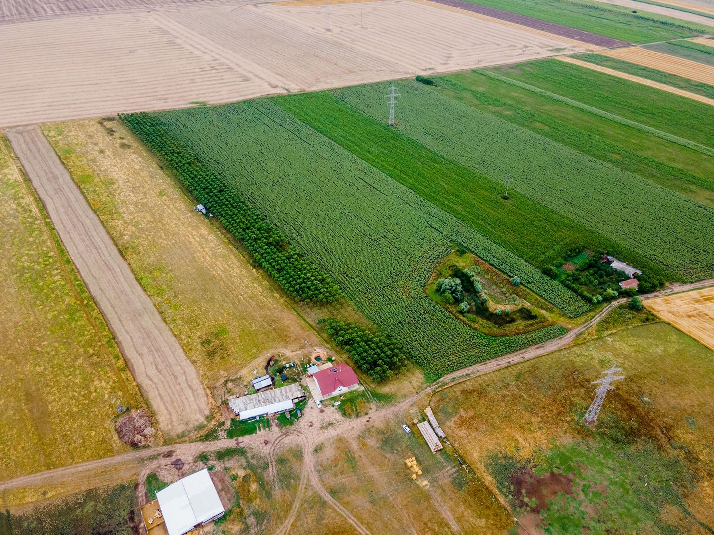 Teren cu plantație de arbori Paulownia, 1.25 ha - Poză 5